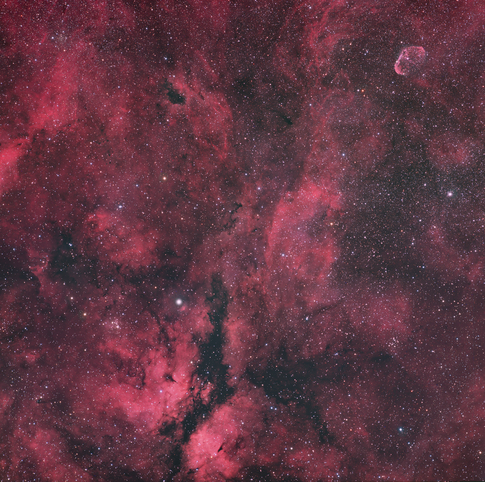 Cygnus Widefield