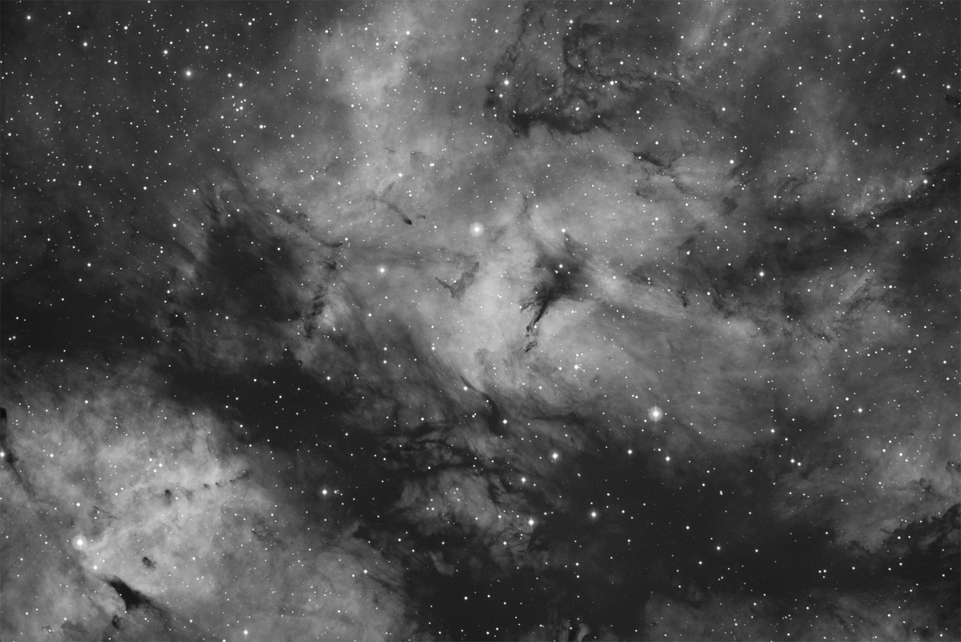 Cygnus starfield