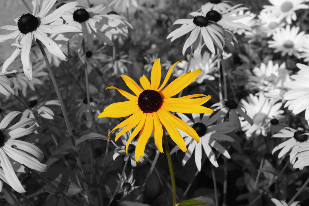 blackeyedsusan