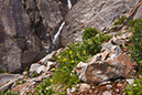 wildflowers1