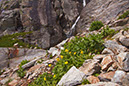 wildflowers2